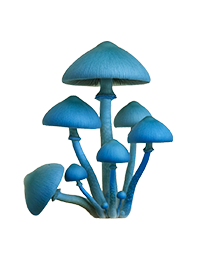 Blue Oyster mushrooms
