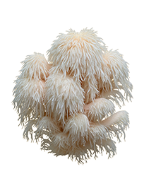 Lion's Mane mushrooms
