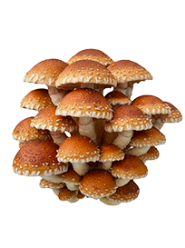 Variedades