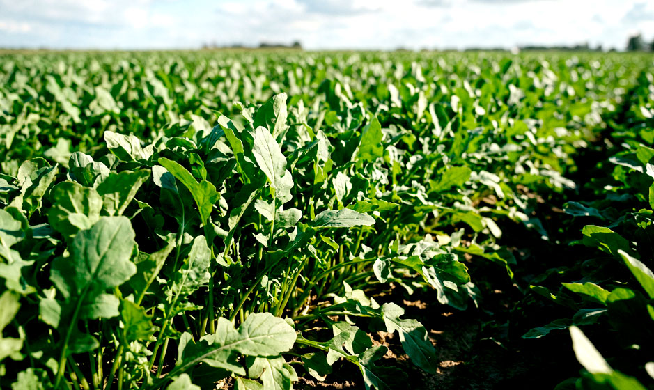 Campo de cultivo